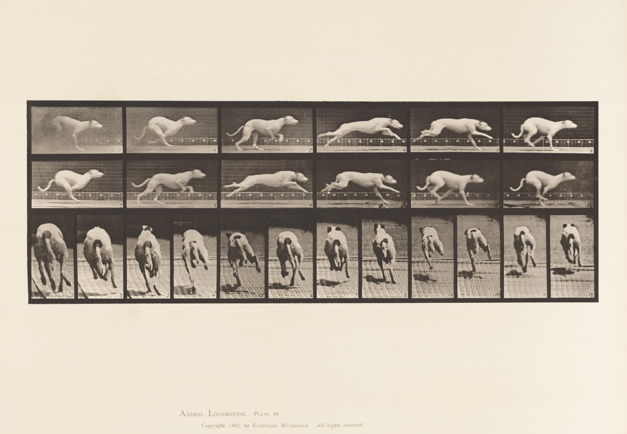 Tallrik 710. Hund; Galopperande; Vit Racing Hound Maggie av Eadweard Muybridge