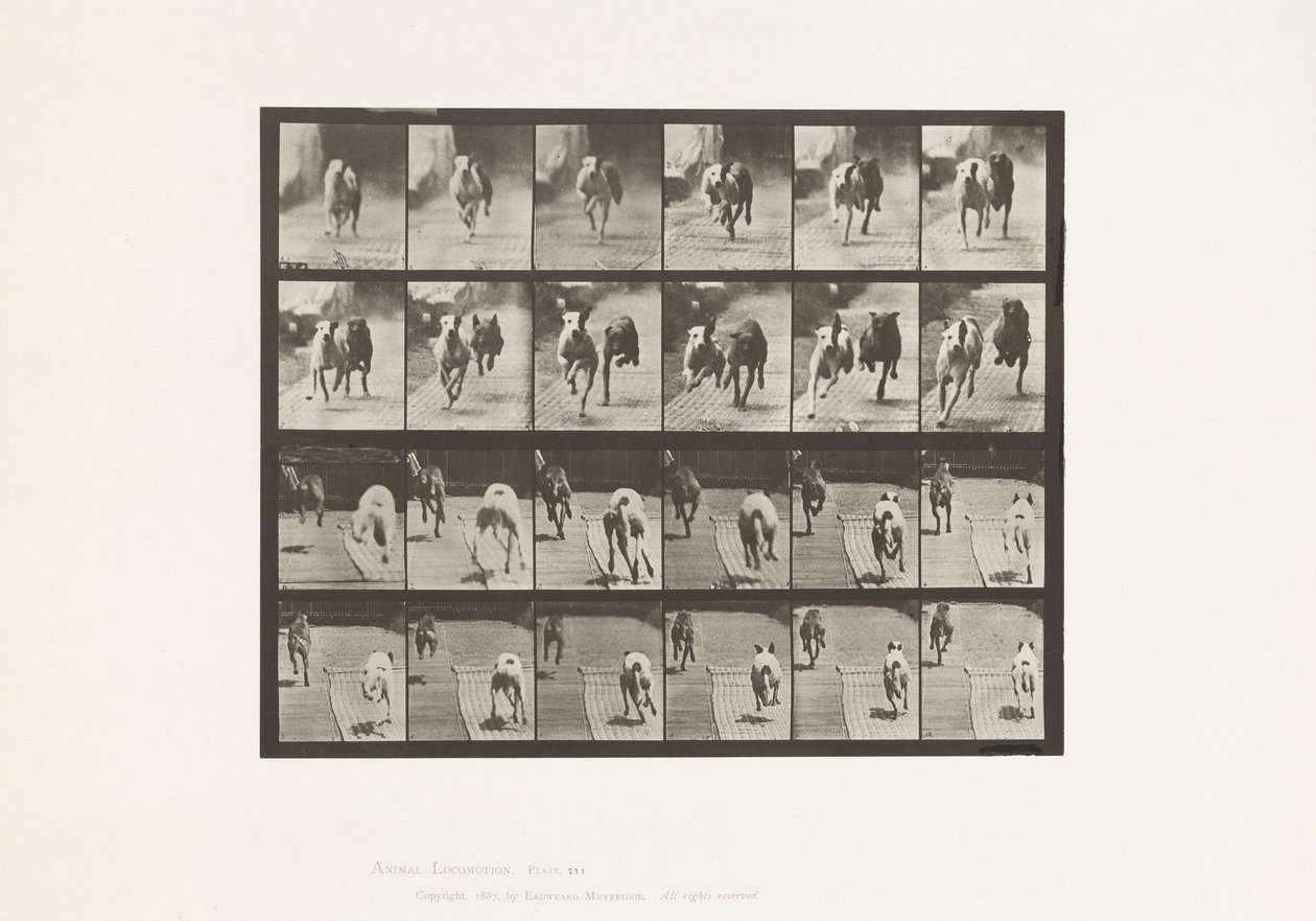 Tallrik 711. Hundar; Två Racing; A, B; Racing Hounds, Ike & Maggie av Eadweard Muybridge
