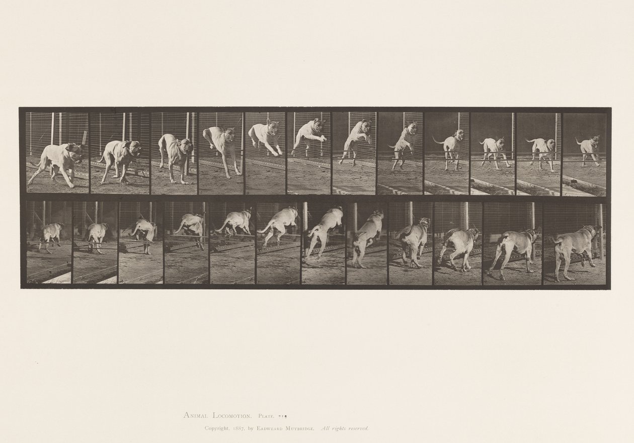 Tallrik 712. Hund; Hoppningshäck; Mastiff, Dread av Eadweard Muybridge