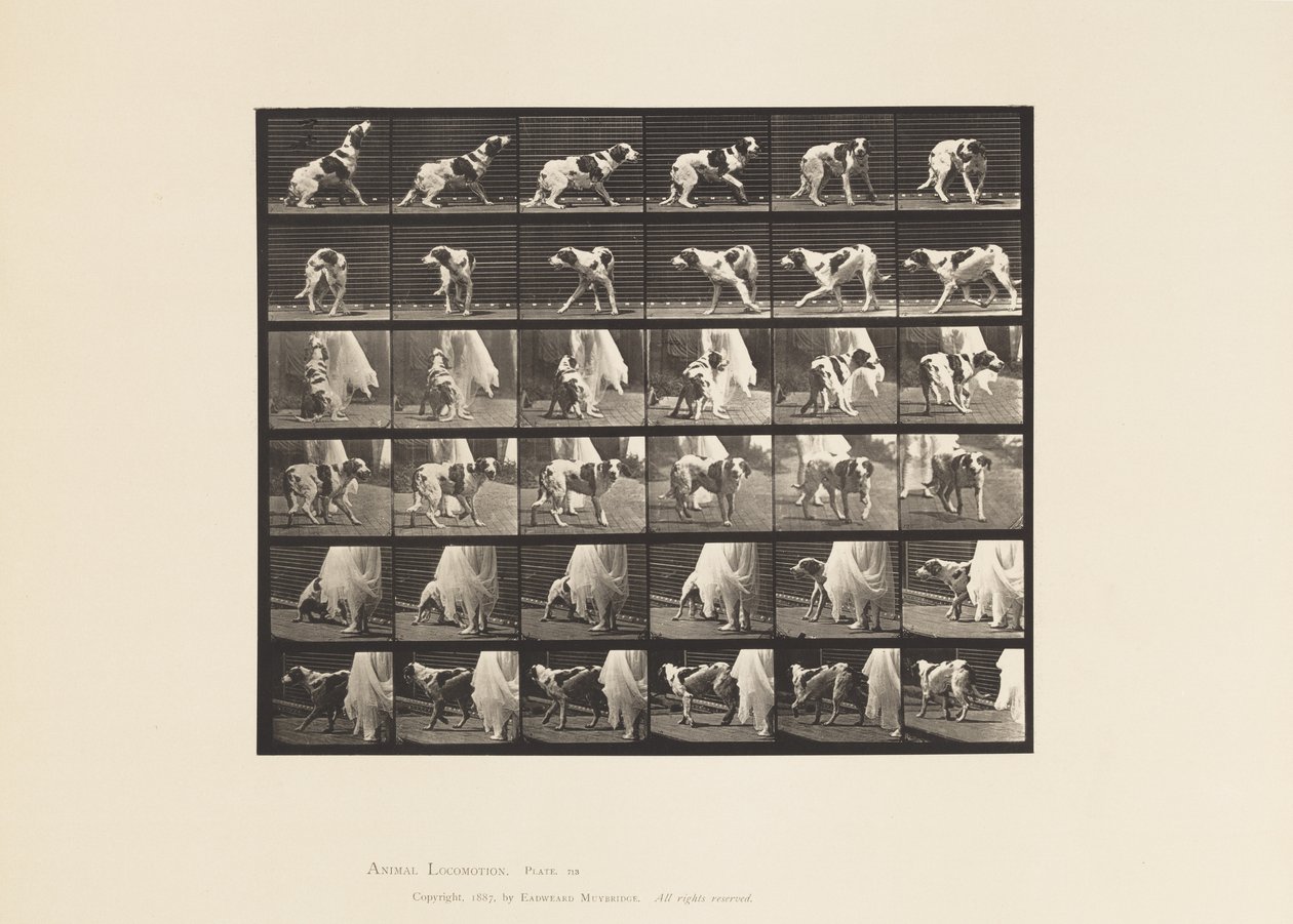 Tallrik 713. Hund; vända sig om, etc; Setter Kate av Eadweard Muybridge