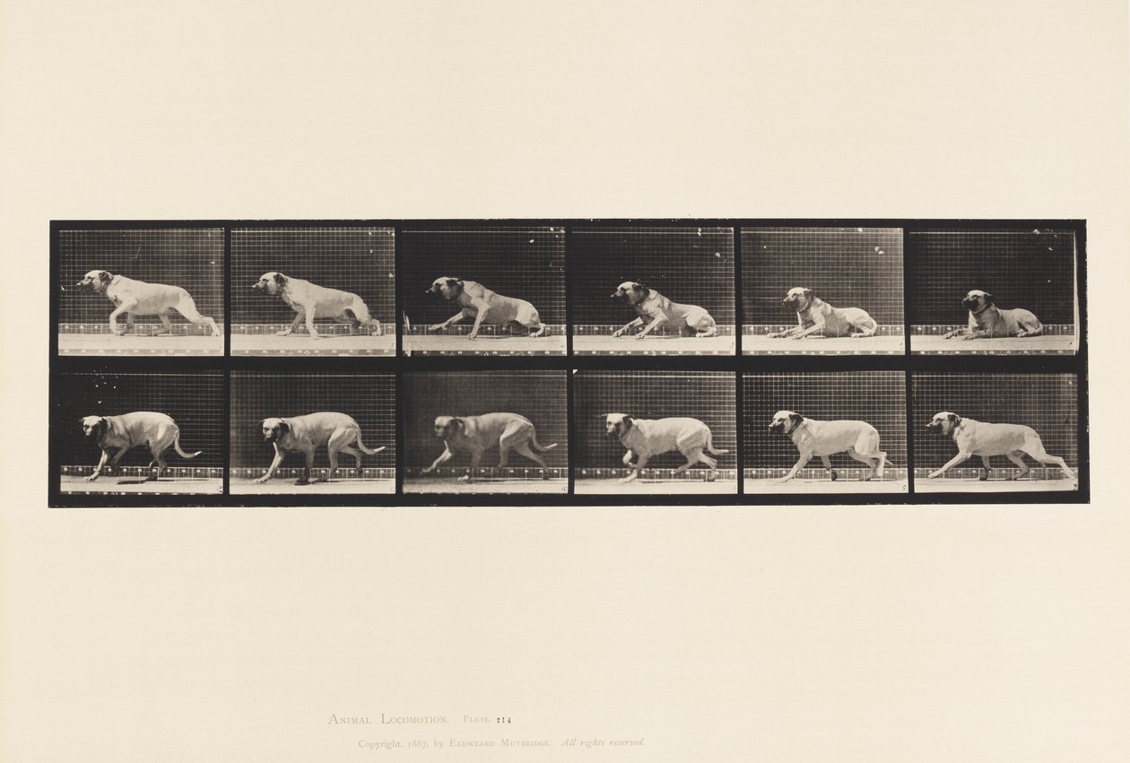 Tallrik 714. Hund; Upphetsad av en torped; Mastiff-Smith av Eadweard Muybridge