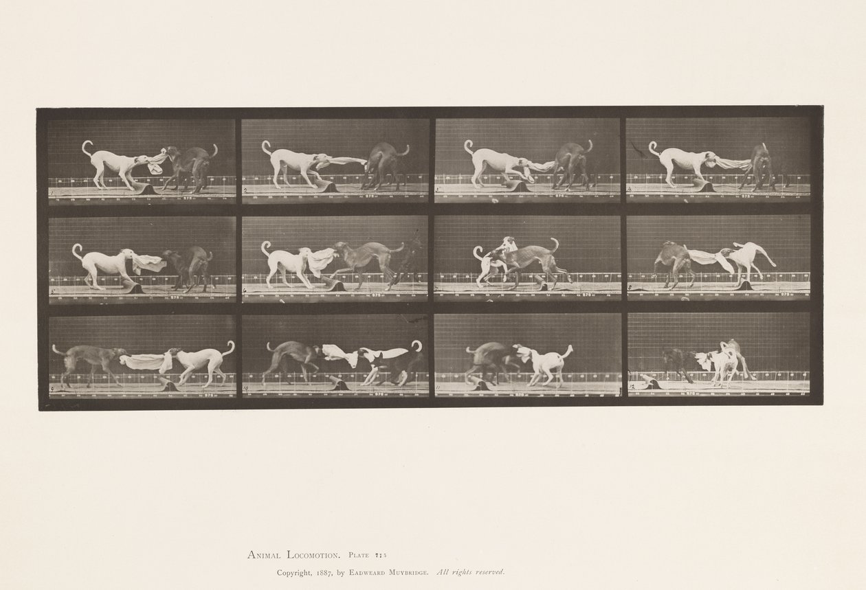 Tallrik 715. Hundar; Tre, dra i en handduk, Ike, Maggie, etc. av Eadweard Muybridge