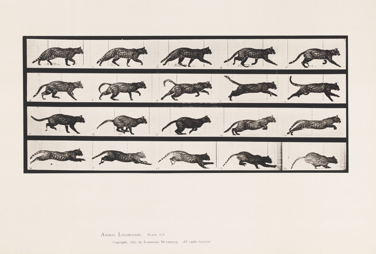 Tallrik 717. Katt; Trav; Byt till Galoppering av Eadweard Muybridge