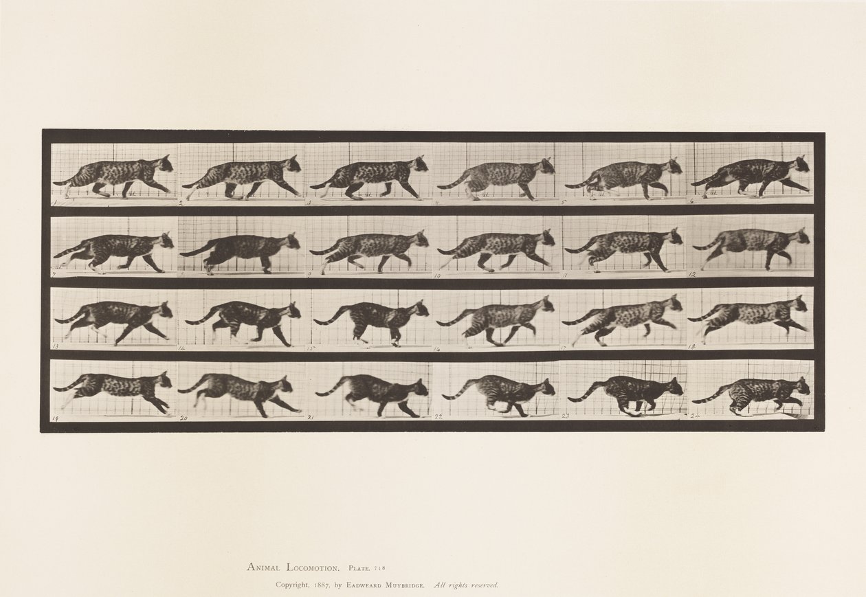 Tallrik 718. Katt; Trav; Byt till Galoppering av Eadweard Muybridge