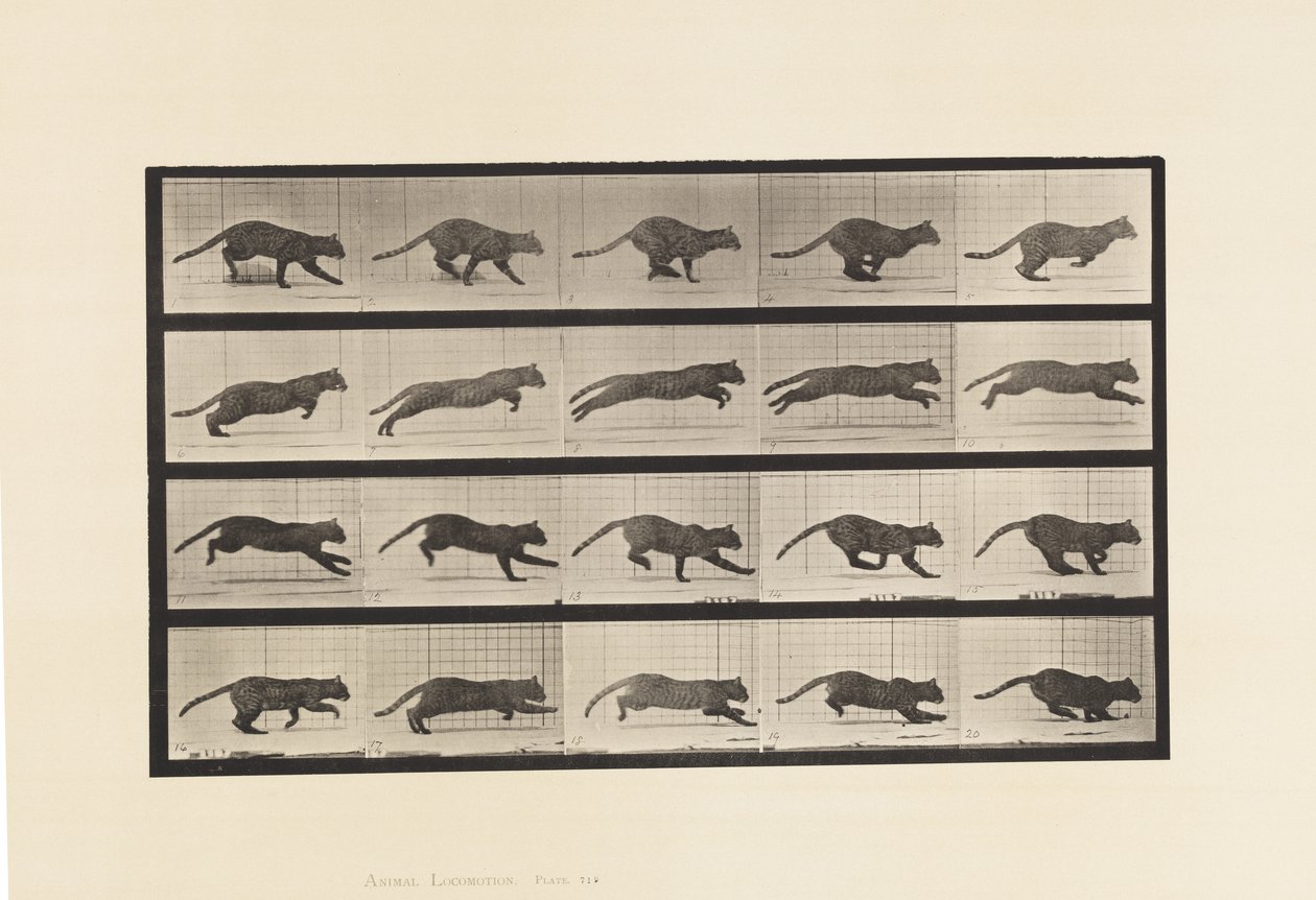 Tallrik 719. Katt; Galopperande av Eadweard Muybridge