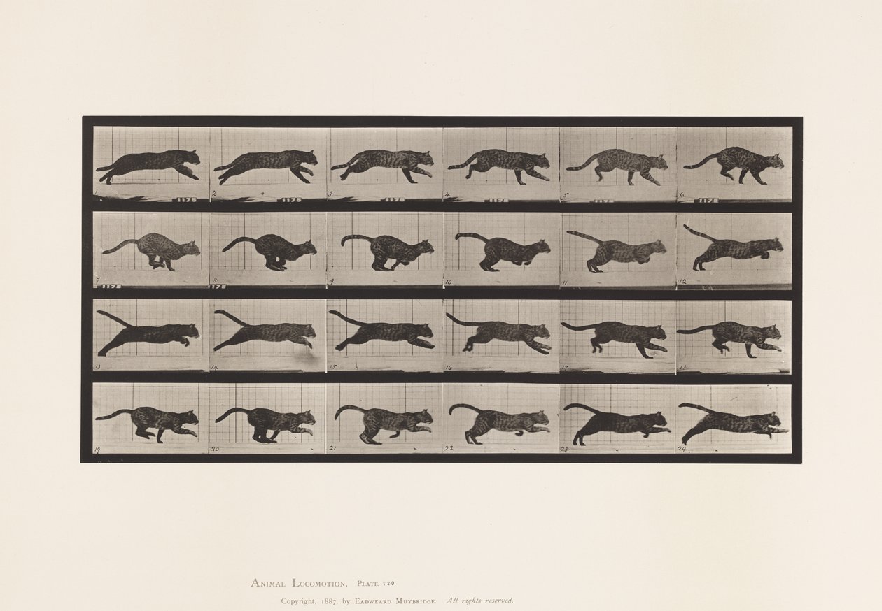 Tallrik 720. Katt; Galopperande av Eadweard Muybridge