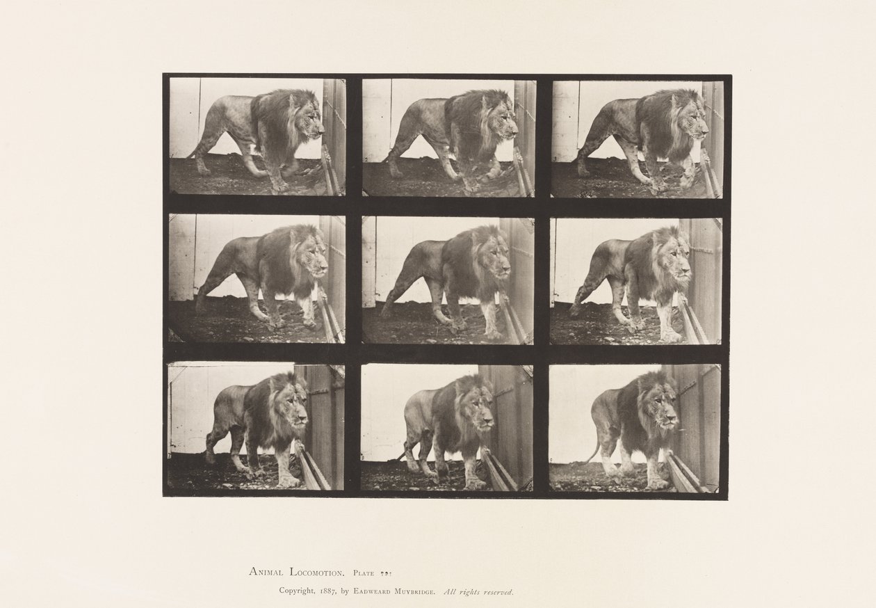 Tallrik 721. Lejon; Gående av Eadweard Muybridge