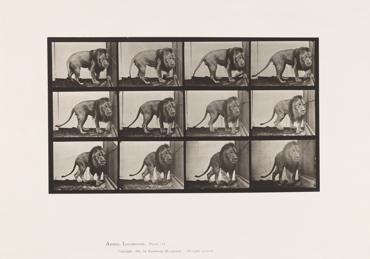 Tavla 723. Lejon; Går, vänder sig om av Eadweard Muybridge