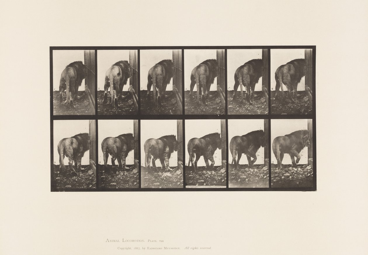 Tavla 724. Lejon; Går, vänder sig om av Eadweard Muybridge