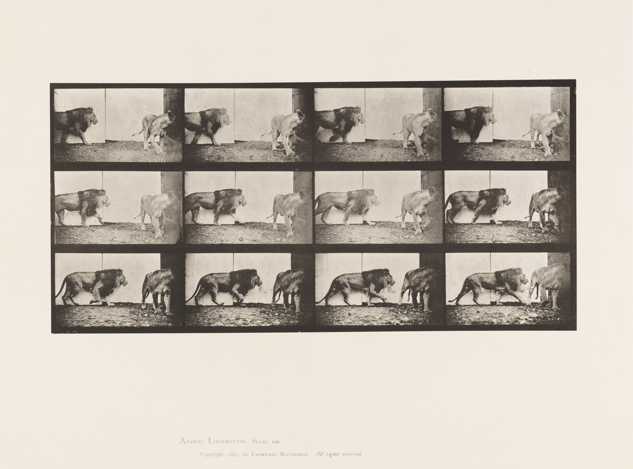Tavla 726. Lejon och lejoninna; Gående av Eadweard Muybridge