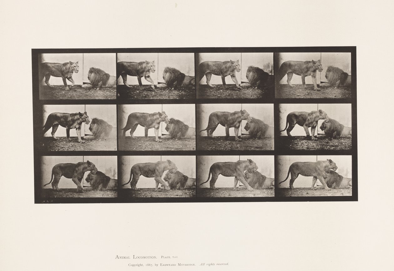Tavla 727. Lejoninna; Gående; Lejon; Ligger ner av Eadweard Muybridge