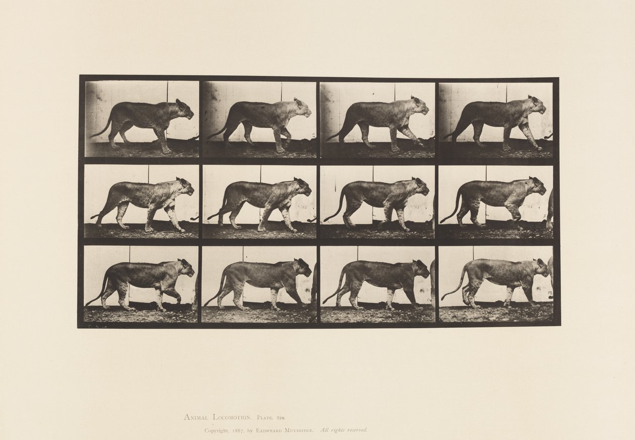 Tavla 728. Lejoninna; Gående; Lejon; Ligger ner av Eadweard Muybridge