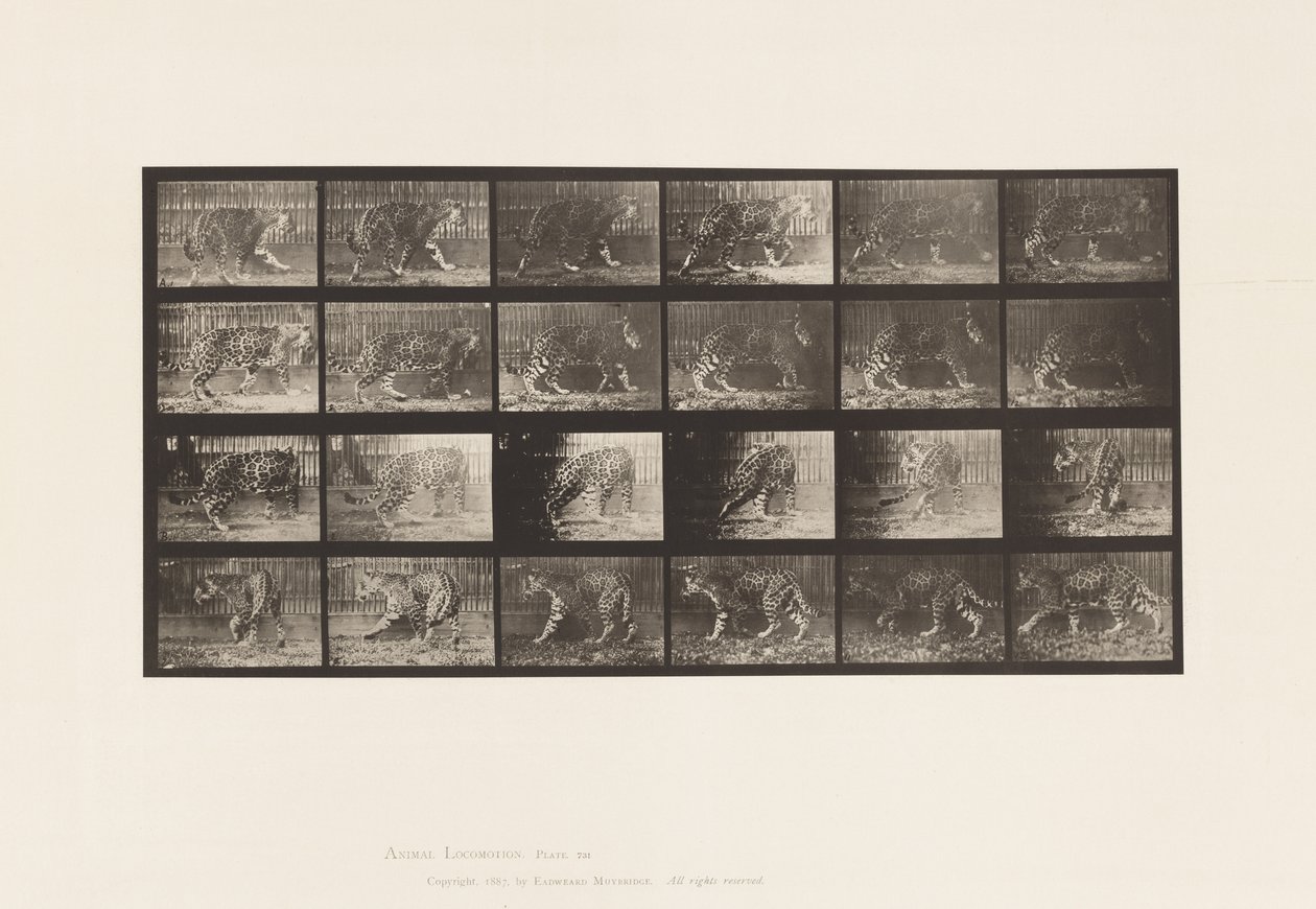 Tallrik 731. Jaquar; A, promenader; B, vända sig om av Eadweard Muybridge
