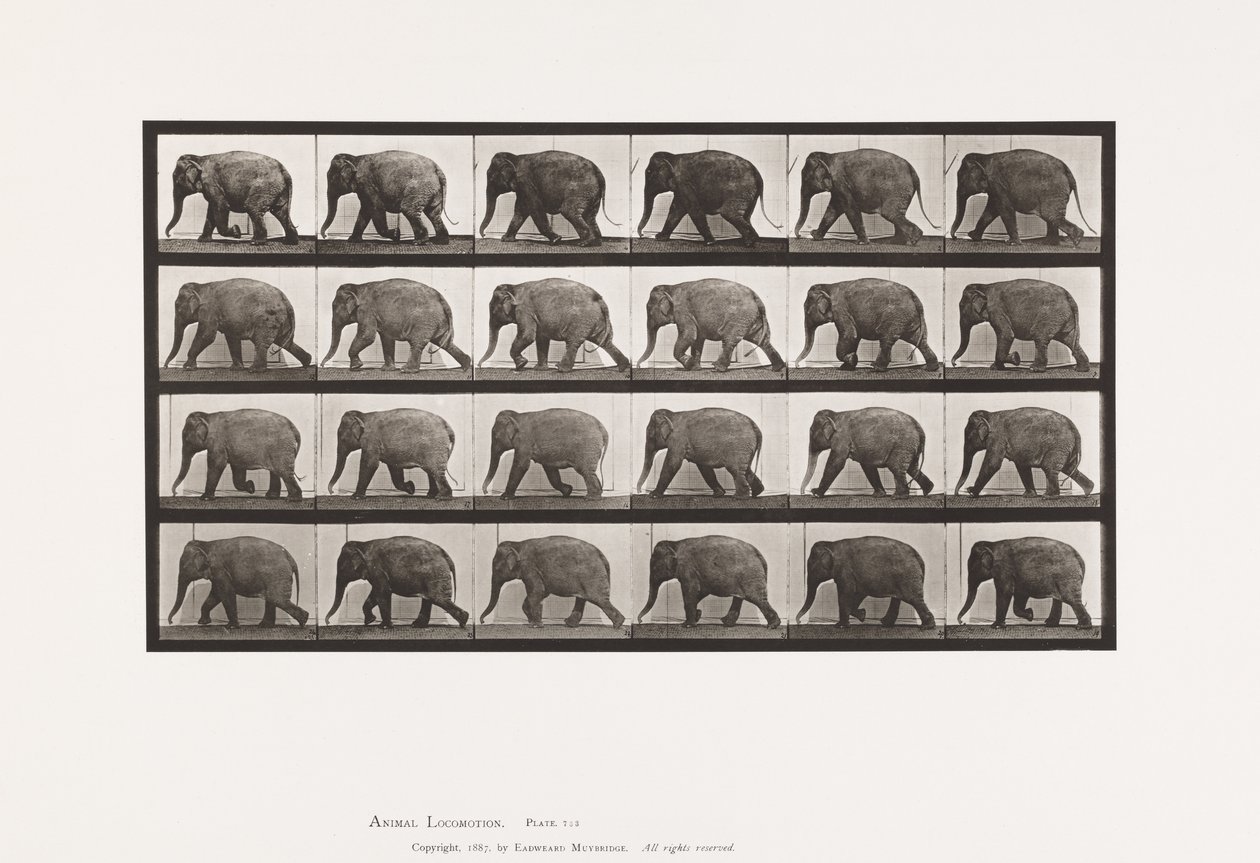 Tallrik 733. Elefant; Gående av Eadweard Muybridge