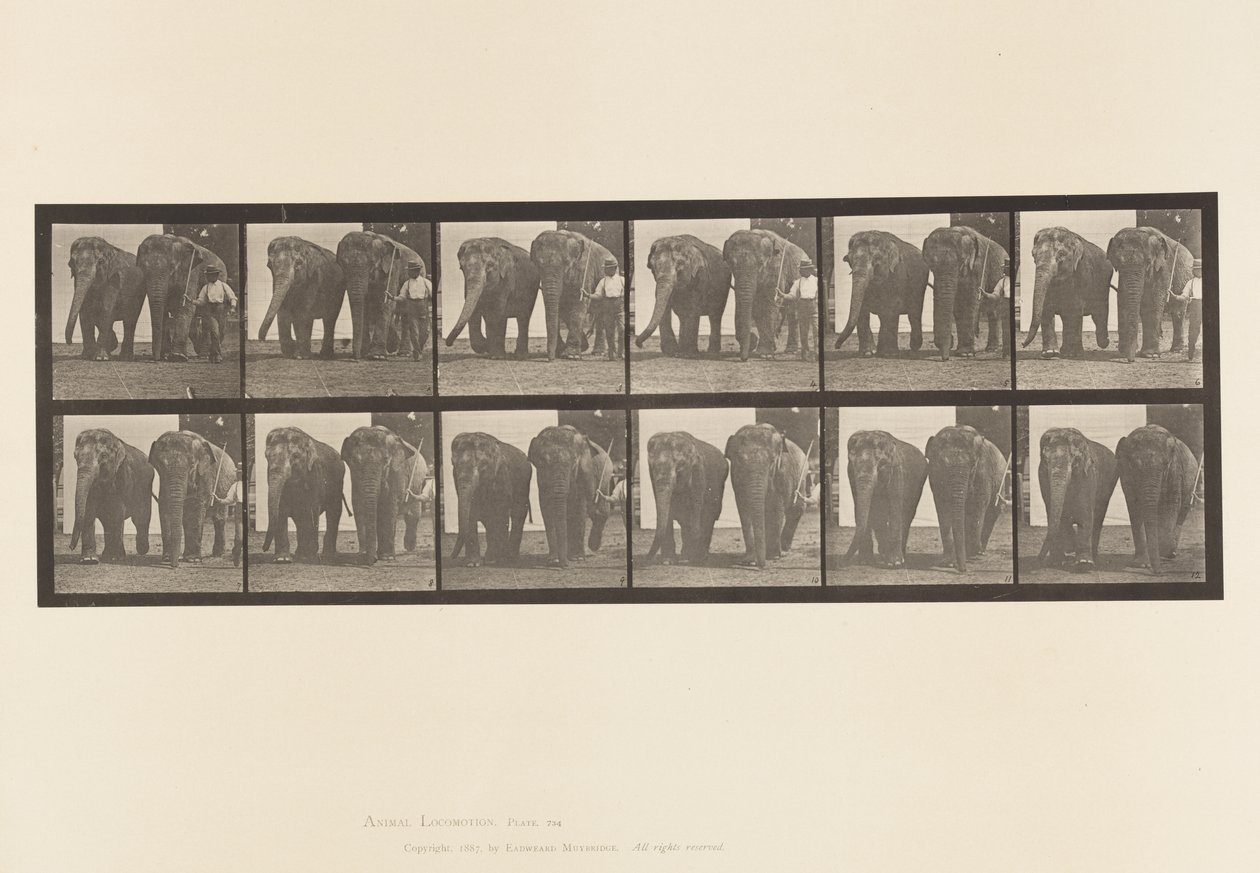 Tallrik 734. Elefanter; Två, promenader av Eadweard Muybridge