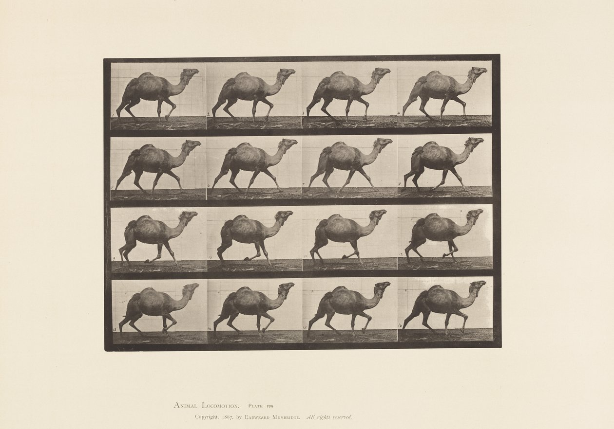 Tavla 736. Egyptisk kamel; Inredning av Eadweard Muybridge