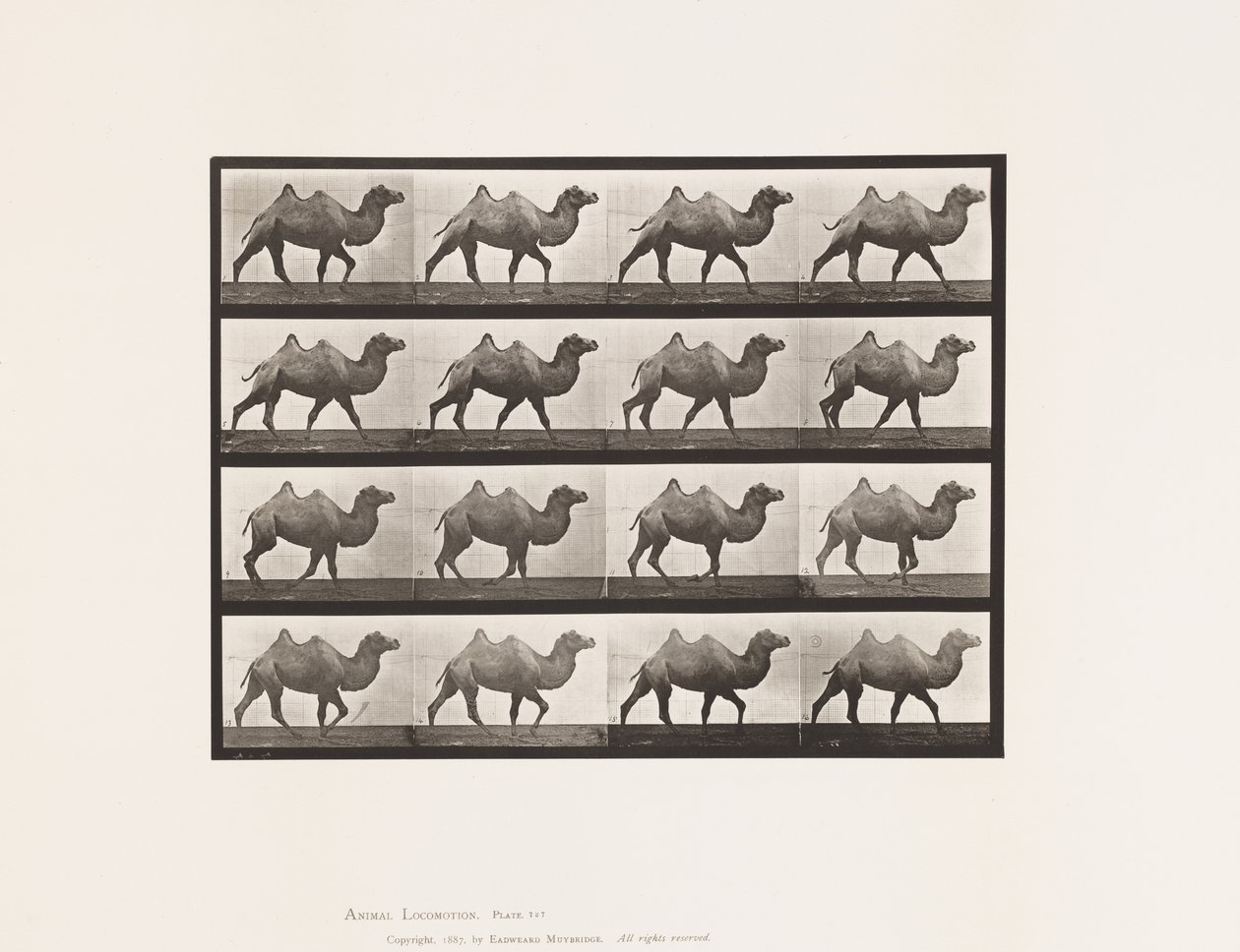 Tavla 737. Bactrian Camel; Gående av Eadweard Muybridge