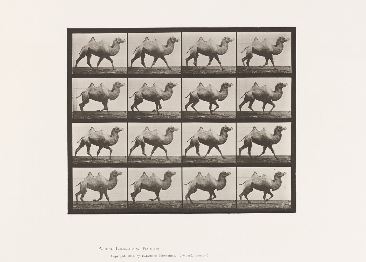 Tavla 738. Bactrian Camel; Inredning av Eadweard Muybridge