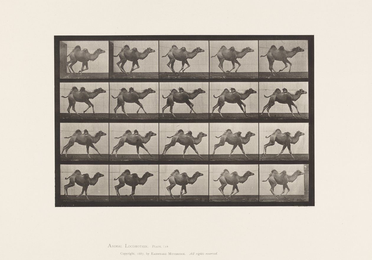Tallrik 740. Bactrian Camel; (Ung), Galopperande av Eadweard Muybridge