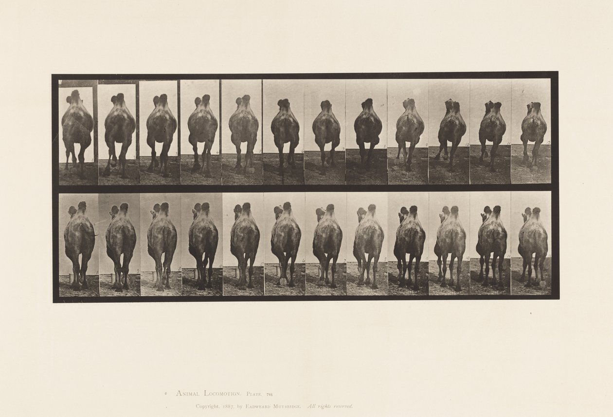 Tavla 741. Bactrian Camel; A, promenader; B, Inredning av Eadweard Muybridge
