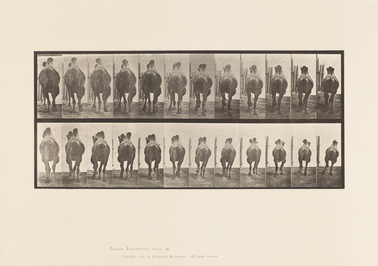 Tavla 742. Bactrian Camel; A, Ställning; B, Galopperande av Eadweard Muybridge