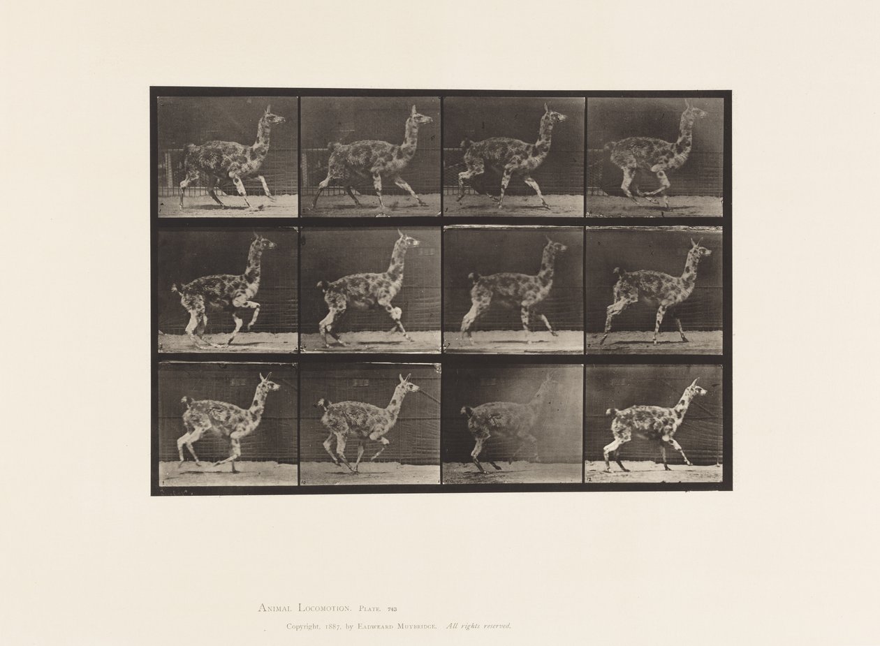 Tallrik 743. Guanaco; Galopperande av Eadweard Muybridge