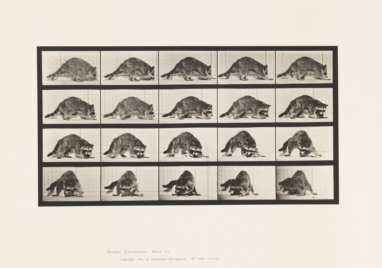 Tallrik 745. Tvättbjörn; Gående; och vända sig om av Eadweard Muybridge