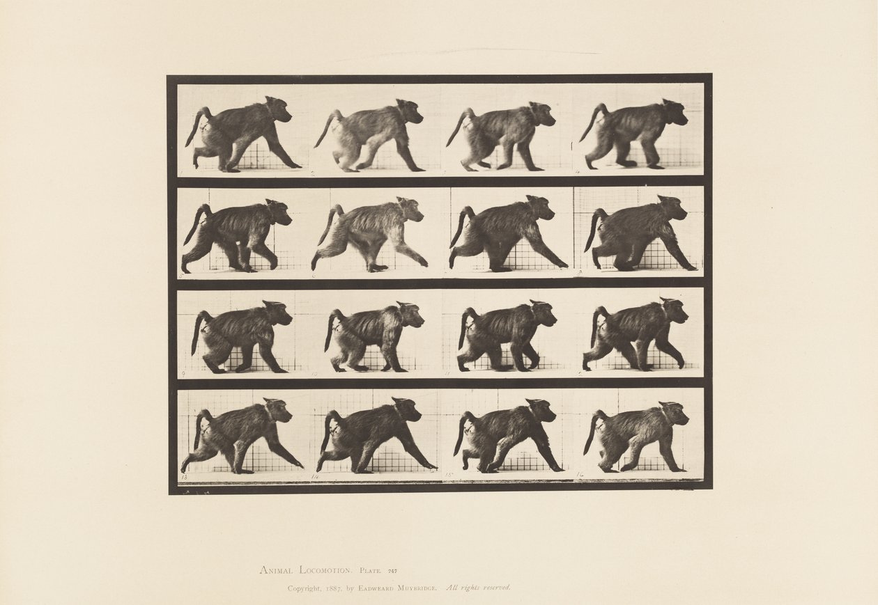 Tallrik 747. Babian; Går på All-Fours av Eadweard Muybridge