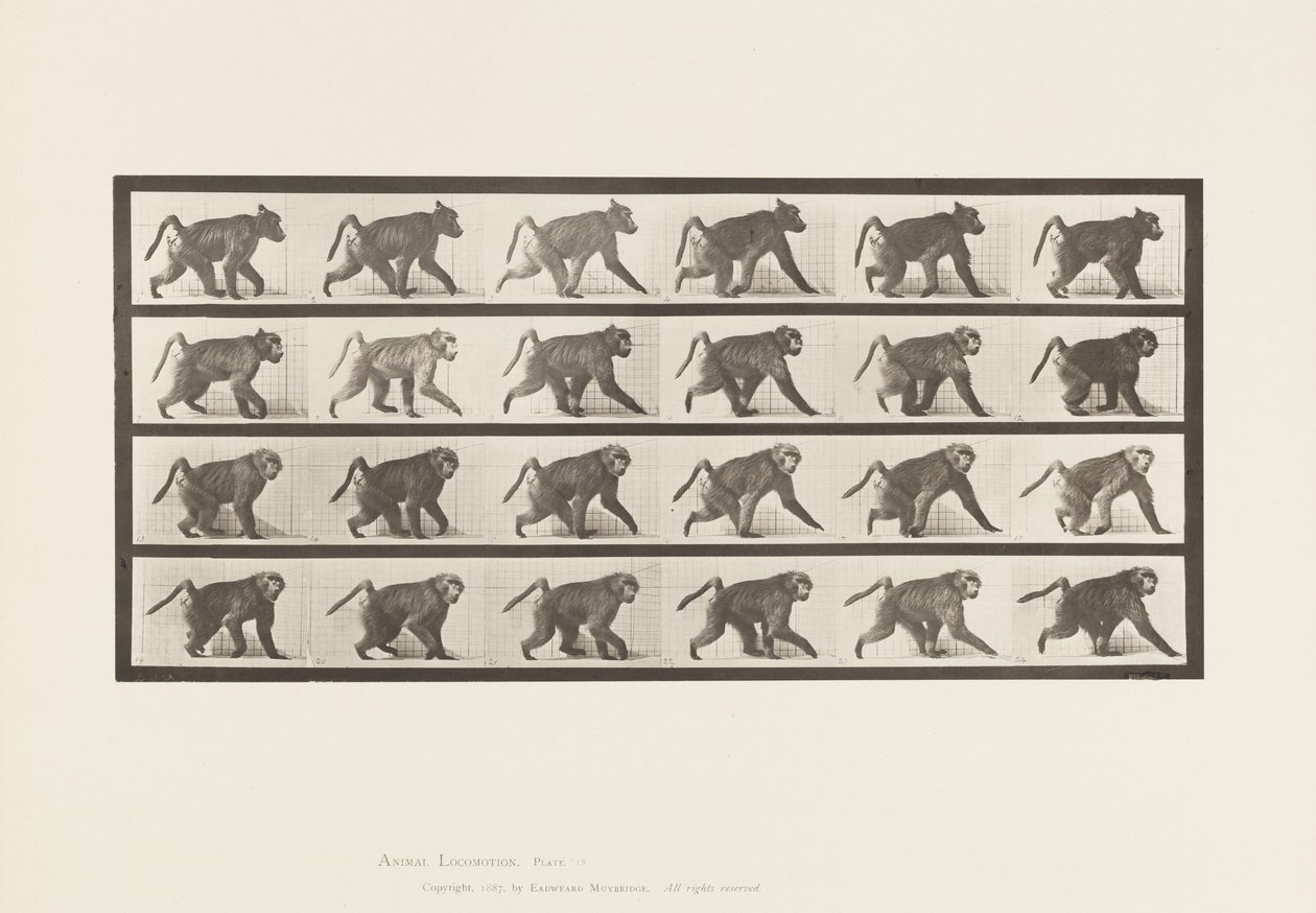 Tallrik 748. Babian; Går på All-Fours av Eadweard Muybridge
