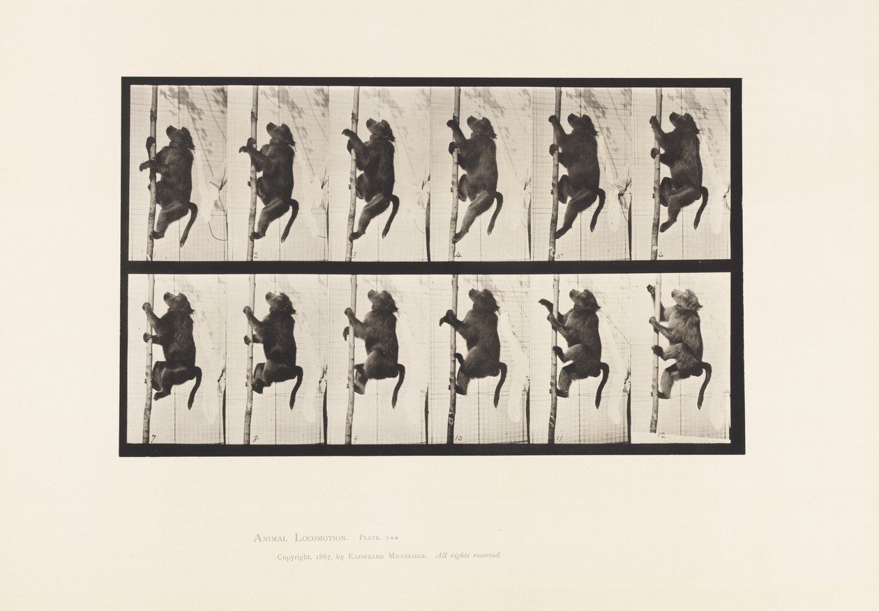 Tallrik 749. Babian; Att klättra på en stolpe av Eadweard Muybridge