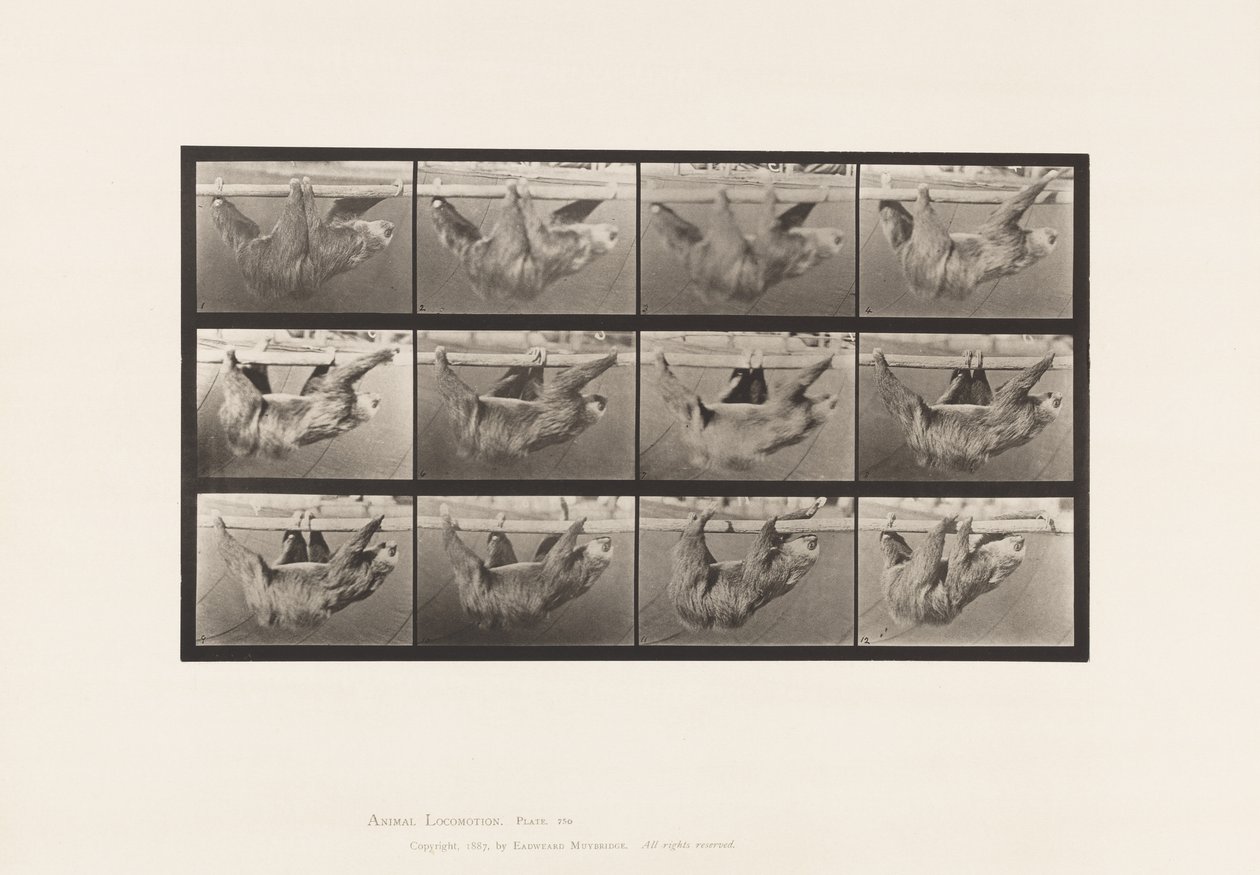 Tallrik 750. Sloth; Går, upphängd på en horisontell stång av Eadweard Muybridge