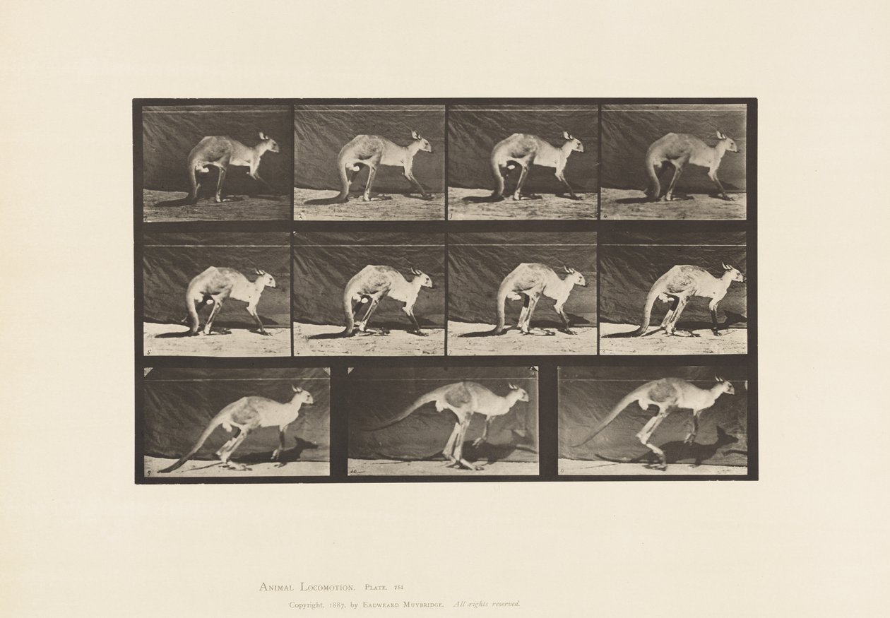Tallrik 751. Känguru; Gå på All-Fours; Byt till Hoppa av Eadweard Muybridge