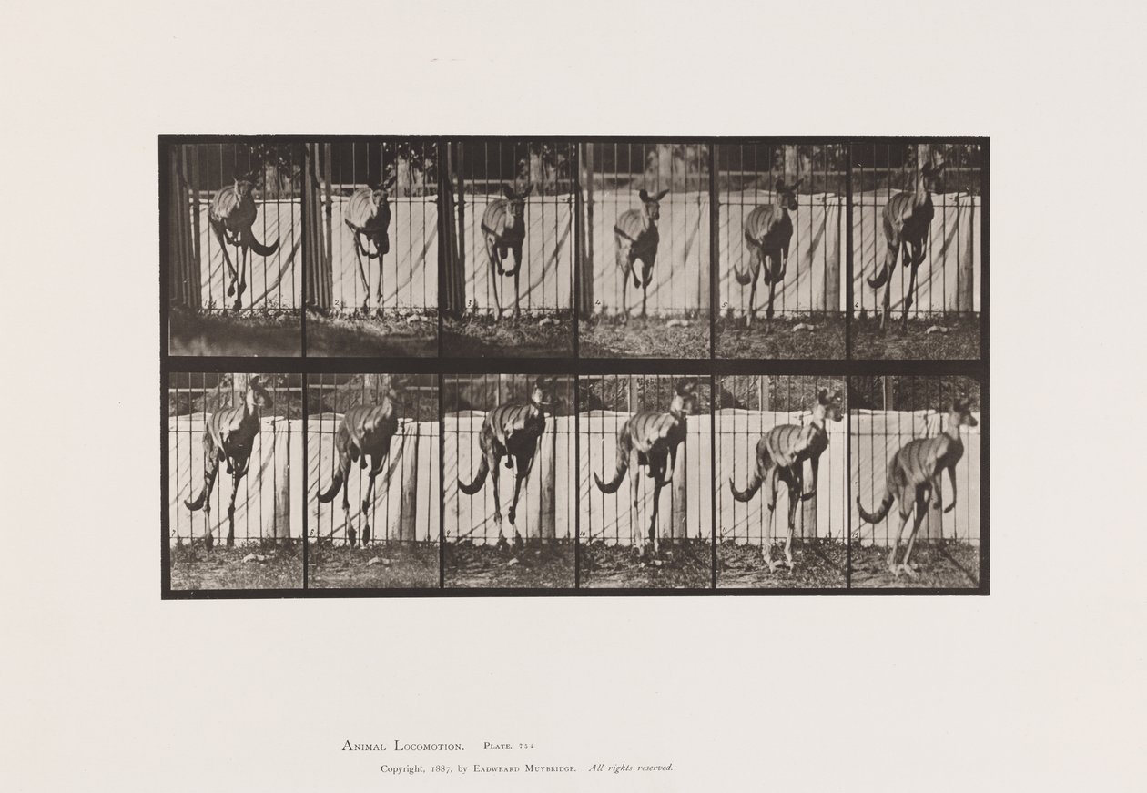 Tavla 754. Känguru; Hoppar av Eadweard Muybridge