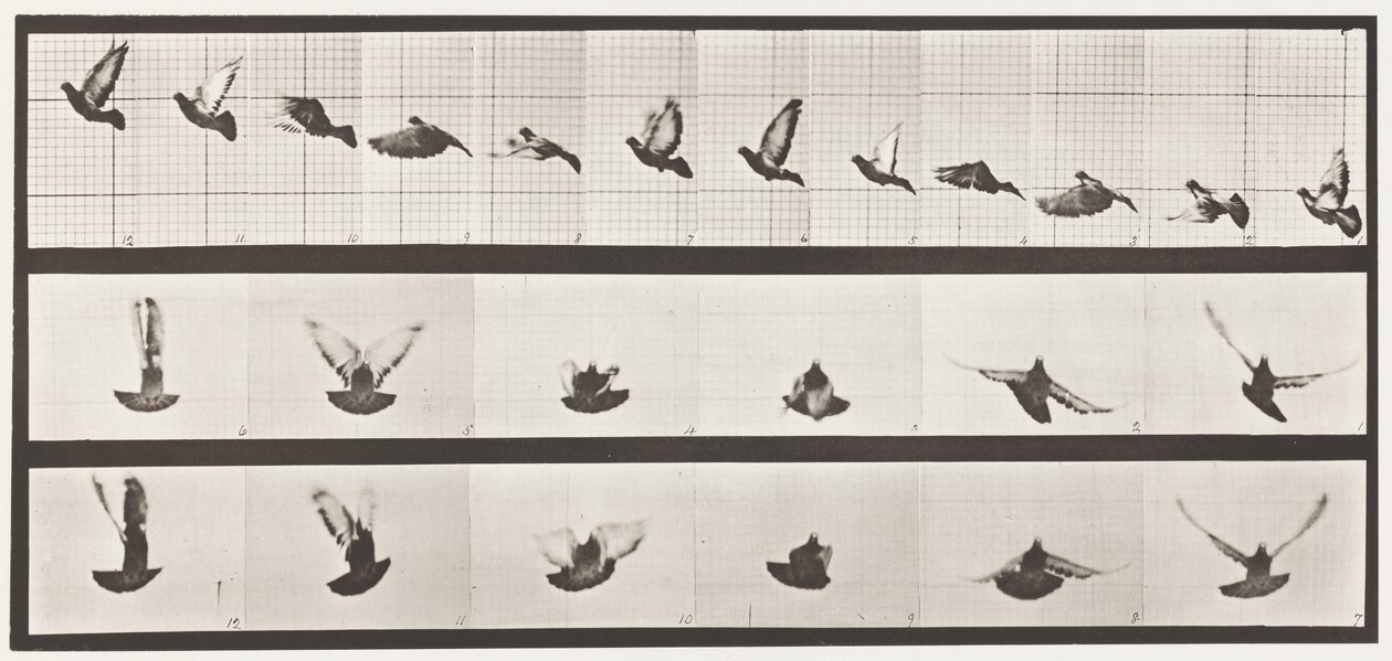 Tavla 755. Duva; Flygande av Eadweard Muybridge