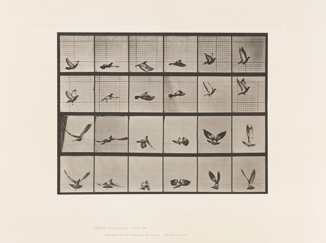 Tavla 757. Duva; Flygande av Eadweard Muybridge
