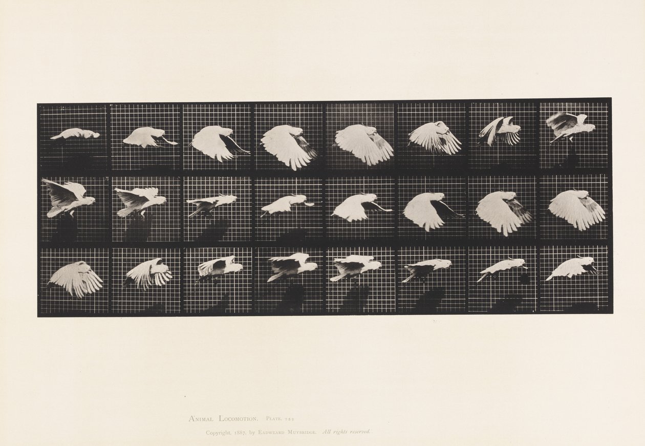Tallrik 759. Kakadua; Flygande av Eadweard Muybridge