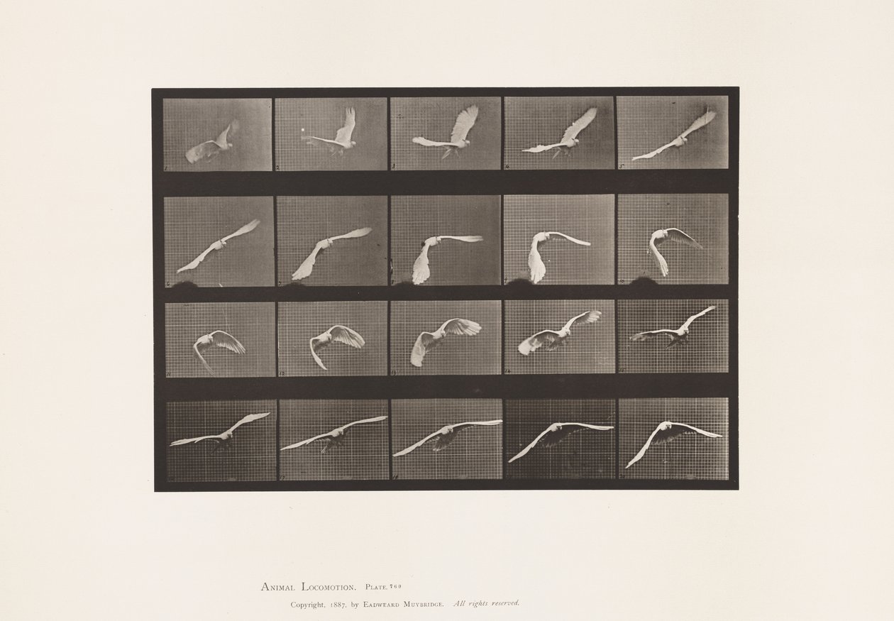 Tallrik 760. Kakadua; Flygande av Eadweard Muybridge