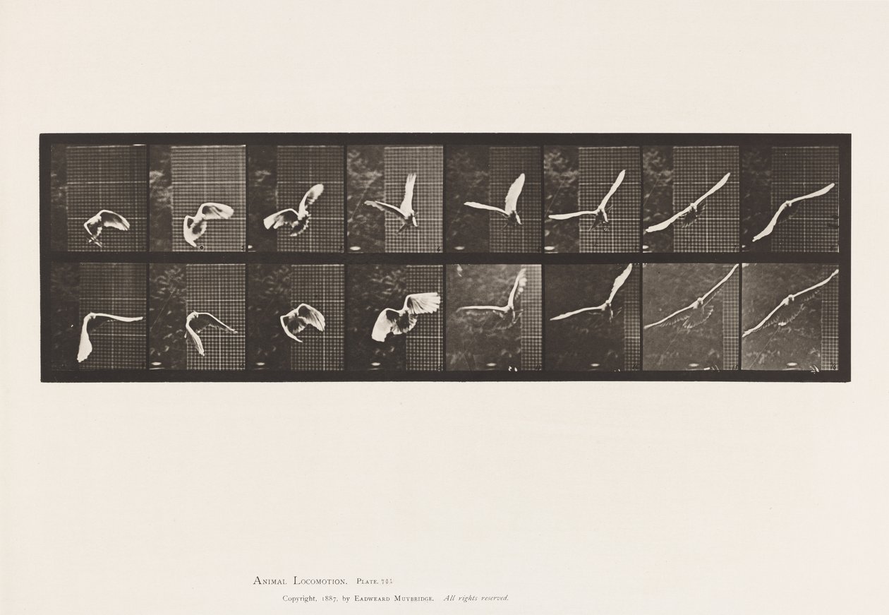 Tallrik 761. Kakadua; Flygande av Eadweard Muybridge