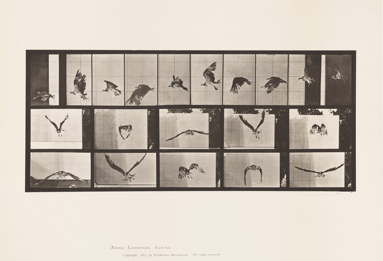 Tallrik 764. Fiskhök; Flygande av Eadweard Muybridge