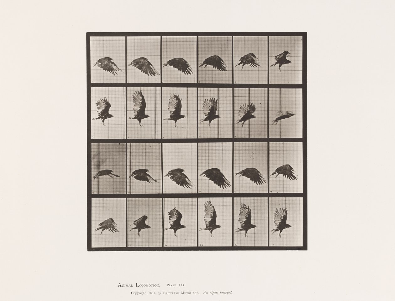 Tavla 765. Gamar; Flygande av Eadweard Muybridge