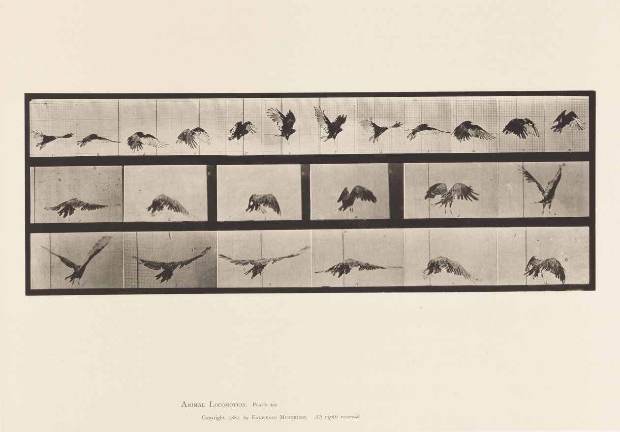 Tavla 768. Gam; Flygande av Eadweard Muybridge
