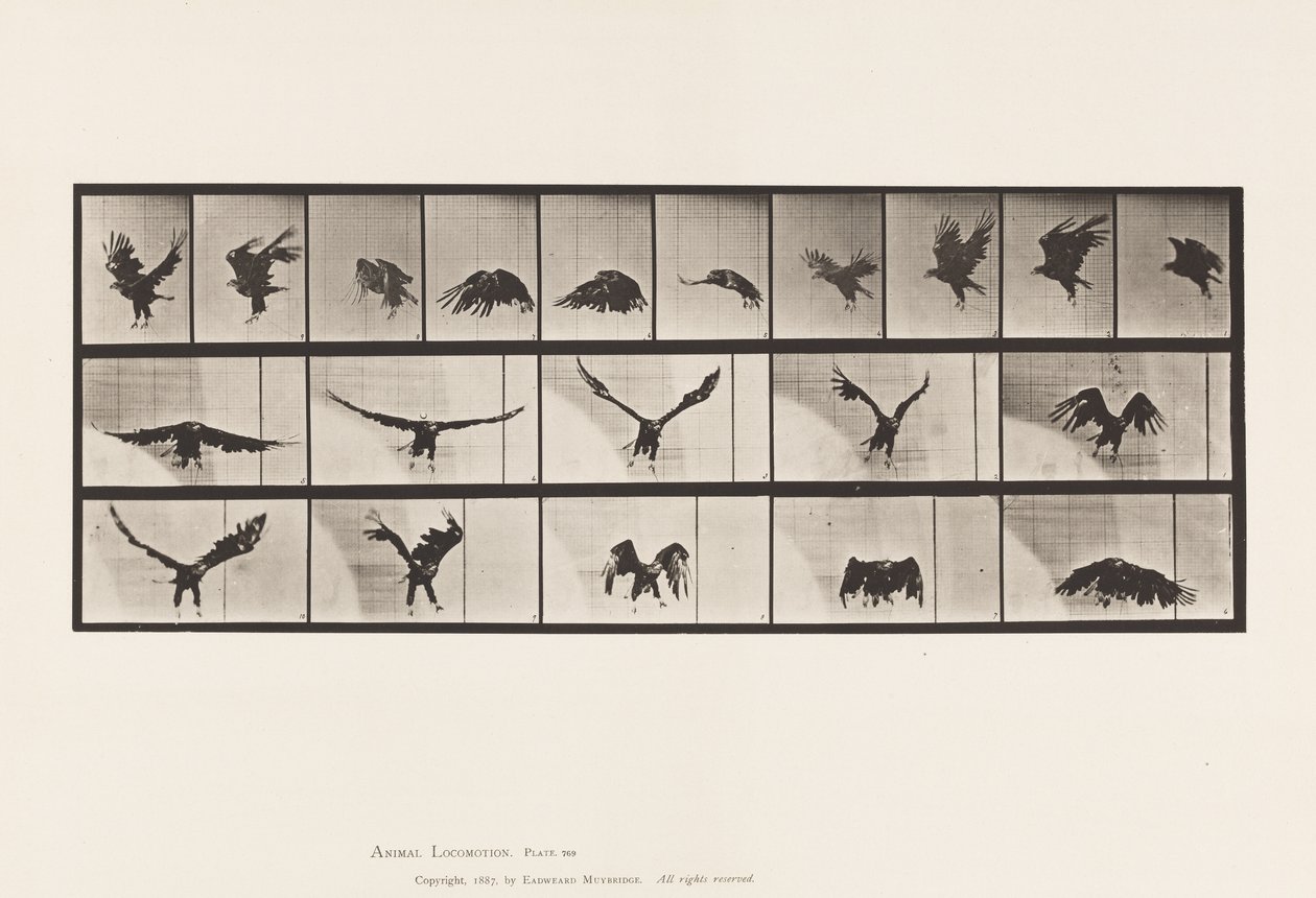 Tallrik 769. American Eagle; Flygande av Eadweard Muybridge
