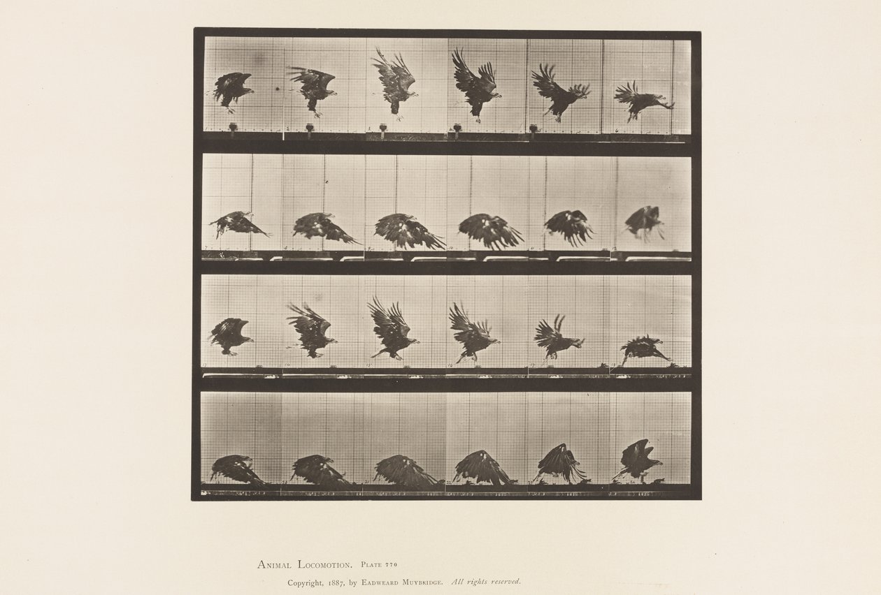 Tallrik 770. American Eagle; Flyger nära marken av Eadweard Muybridge