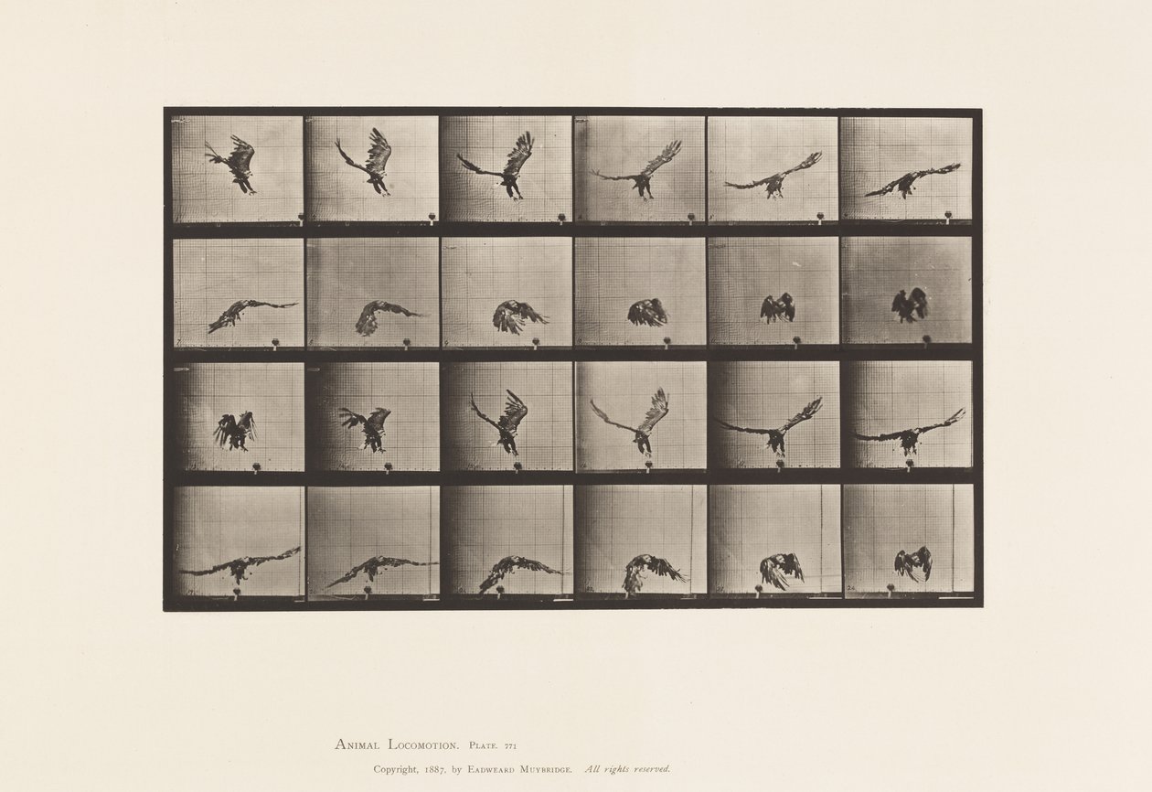 Tallrik 771. American Eagle; Flyger nära marken av Eadweard Muybridge
