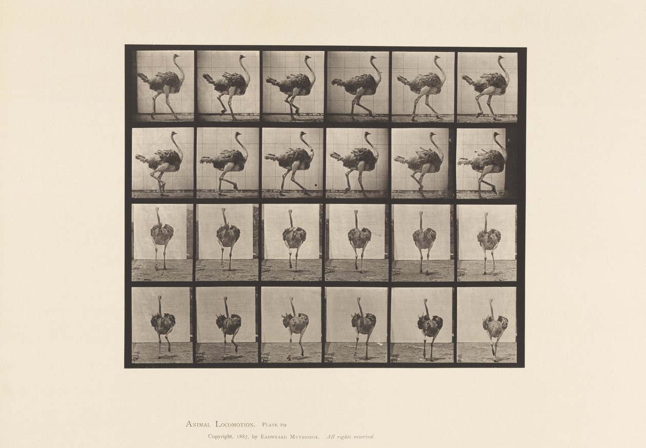 Tavla 772. Struts; Gående av Eadweard Muybridge