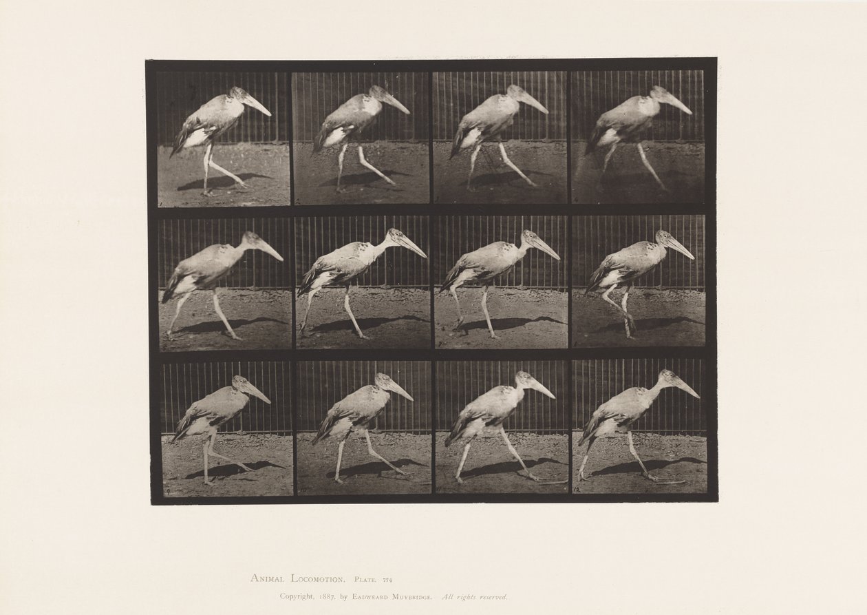 Tavla 774. Adjutant; Gående av Eadweard Muybridge