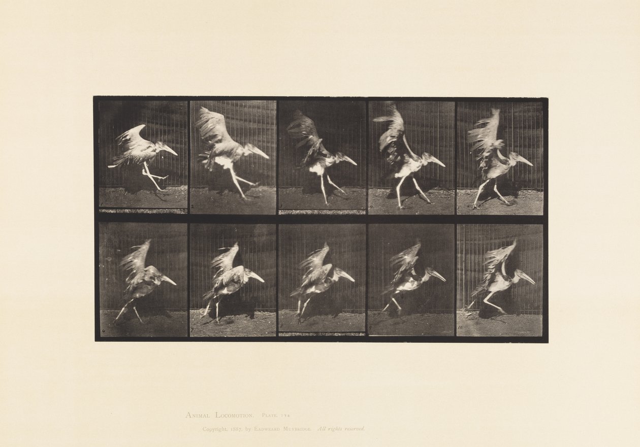 Tavla 775. Adjutant; Flying Run av Eadweard Muybridge