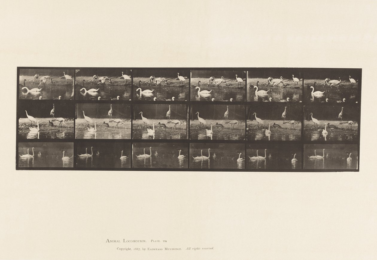 Tallrik 776. Storkar; Svanar, etc, A, B, C av Eadweard Muybridge