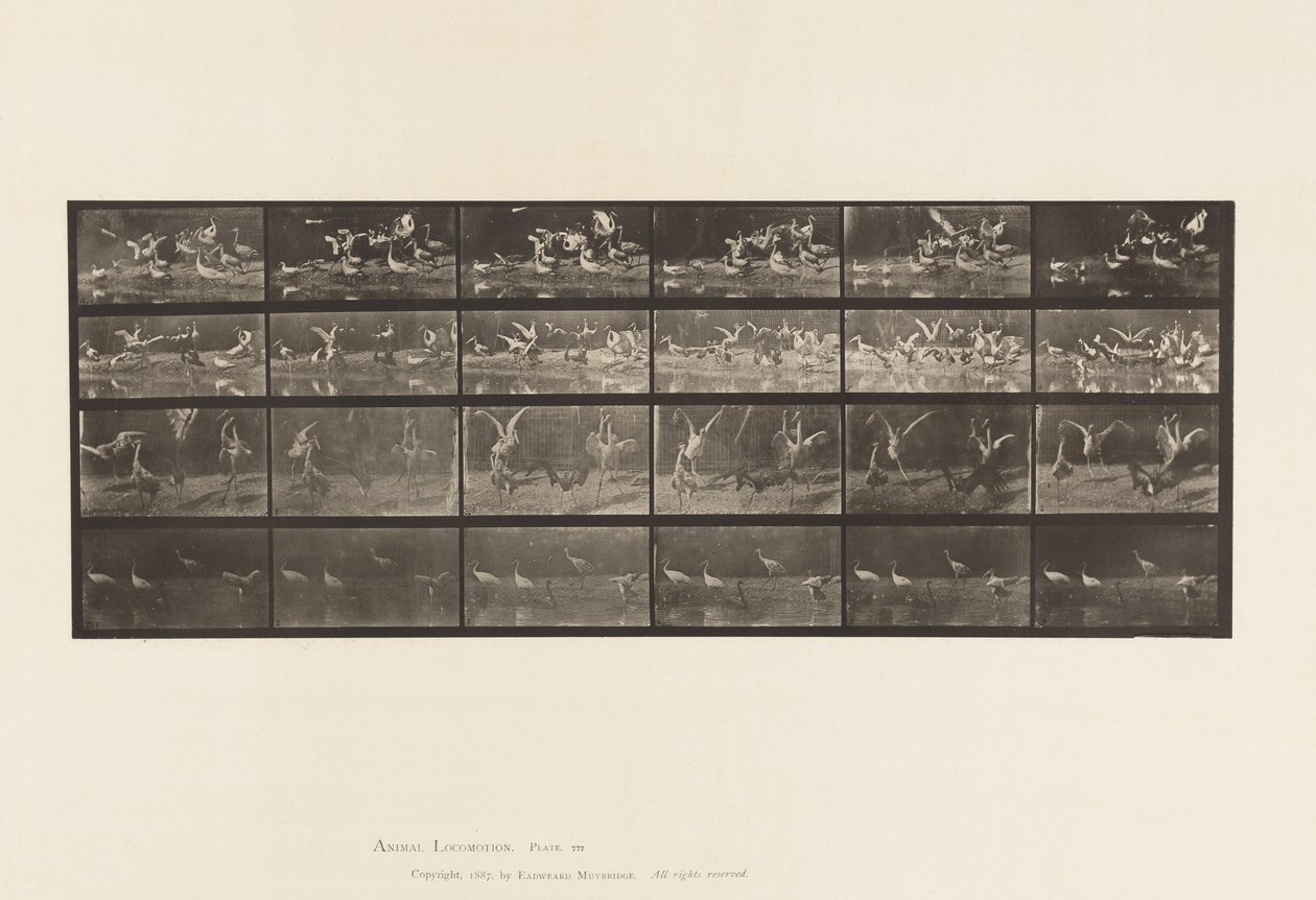 Tallrik 777. Storkar; etc, A, B, C, D av Eadweard Muybridge