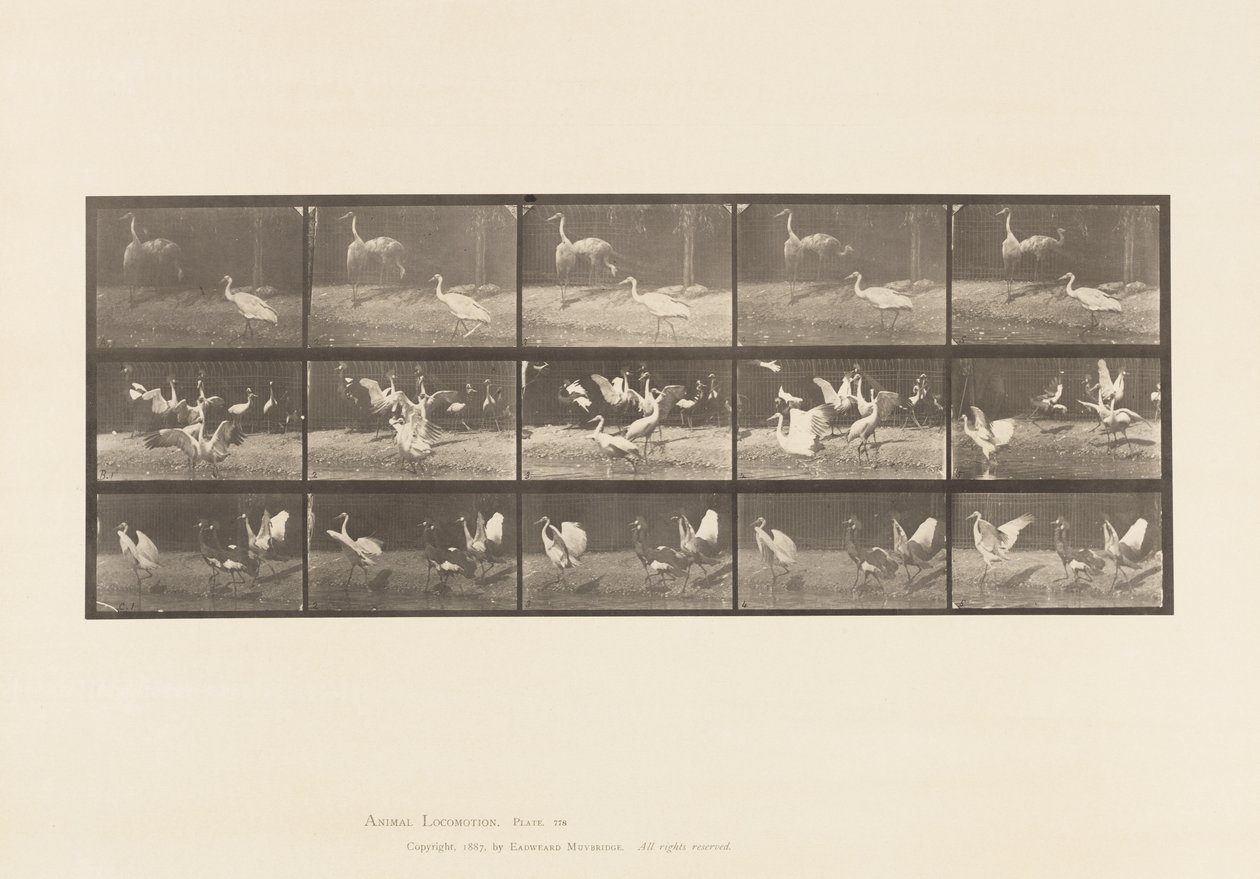 Tallrik 778. Storkar; etc, A, B, C av Eadweard Muybridge